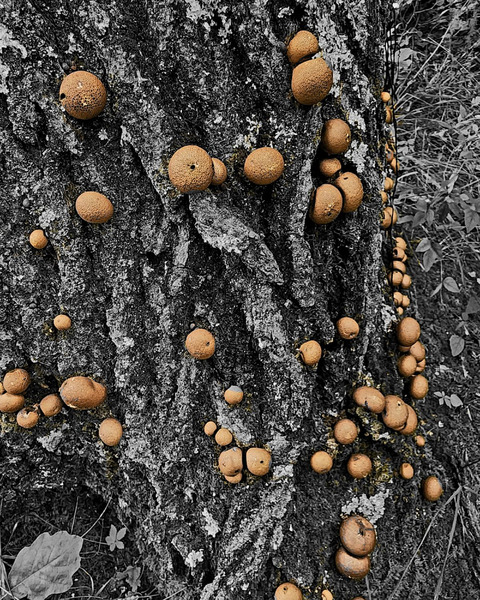 Puffball Mushrooms Print