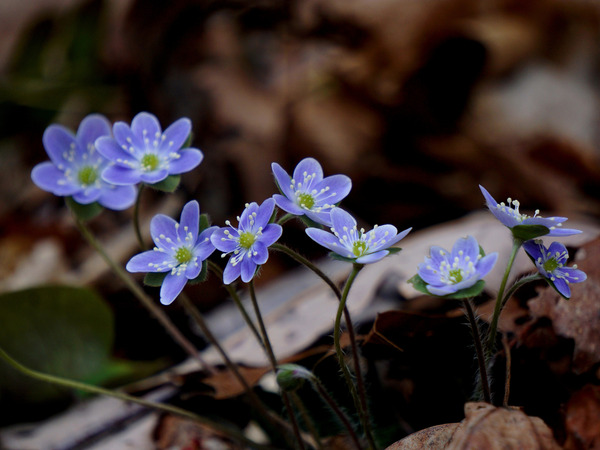 Hepatica Print