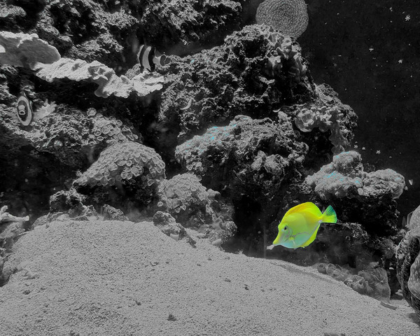 Tropical Fish  Print