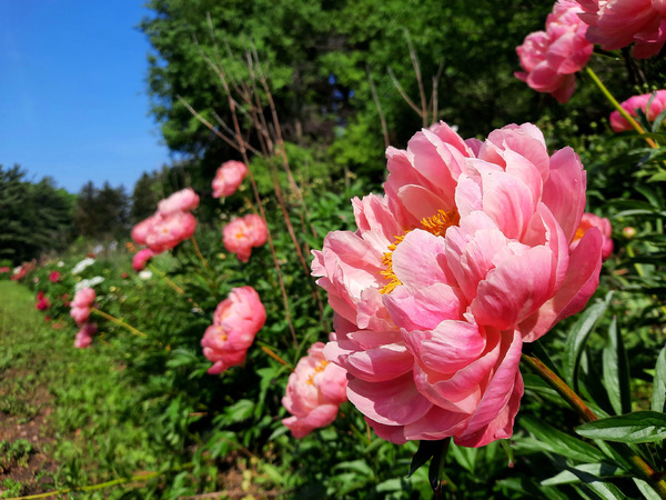 Salmon Peony Row Print