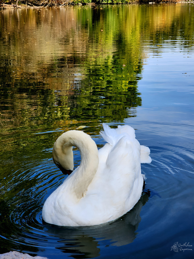 Swan 3  Print