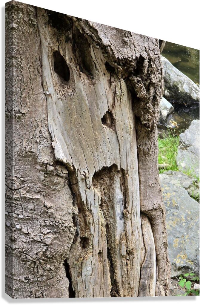 Faces Of The Smokies 4 Canvas Print