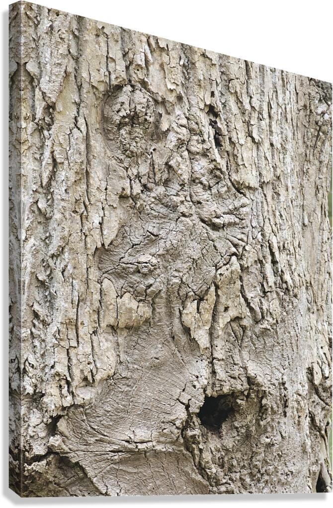 Faces Of The Smokies 3 Canvas Print