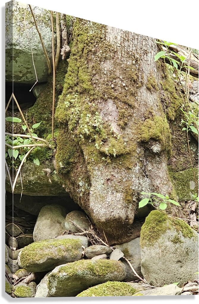 Faces Of The Smokies 1  Canvas Print