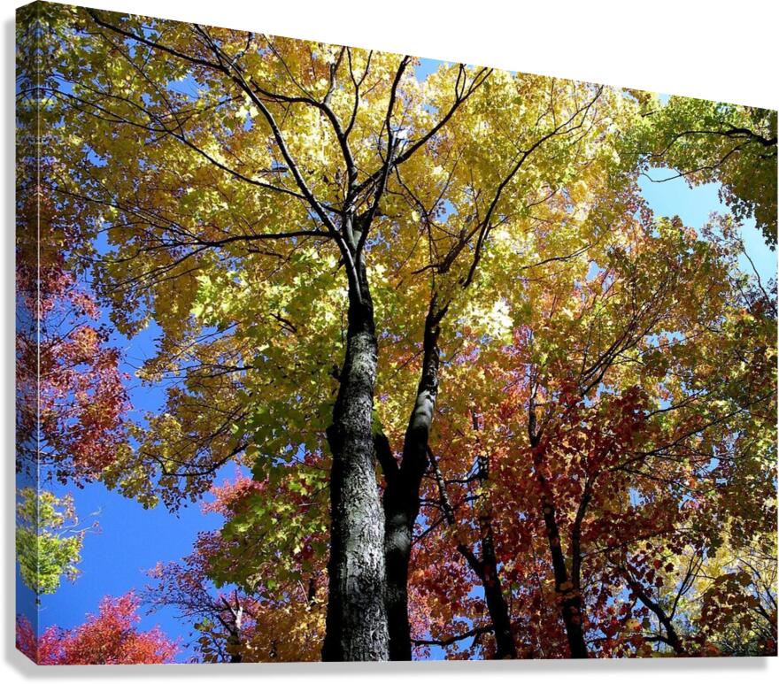 Golden Tree  Canvas Print