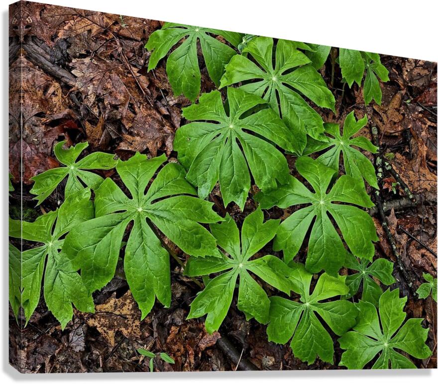 Mayapples 1  Canvas Print