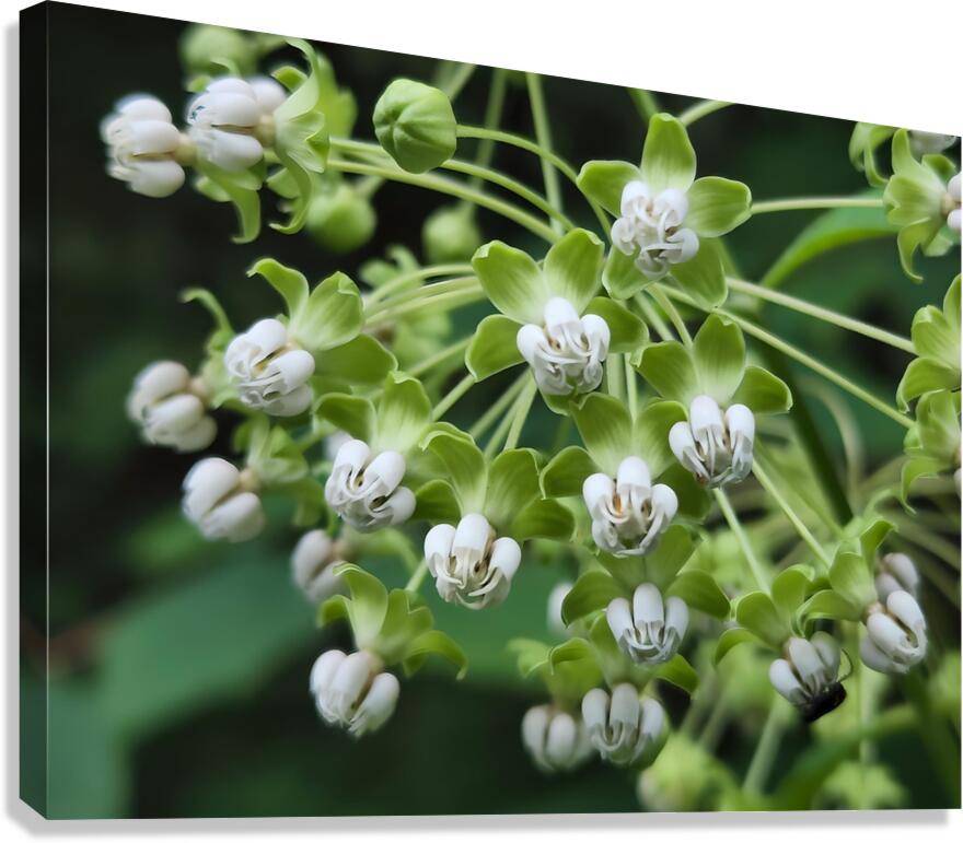 Poke Milkweed  Canvas Print