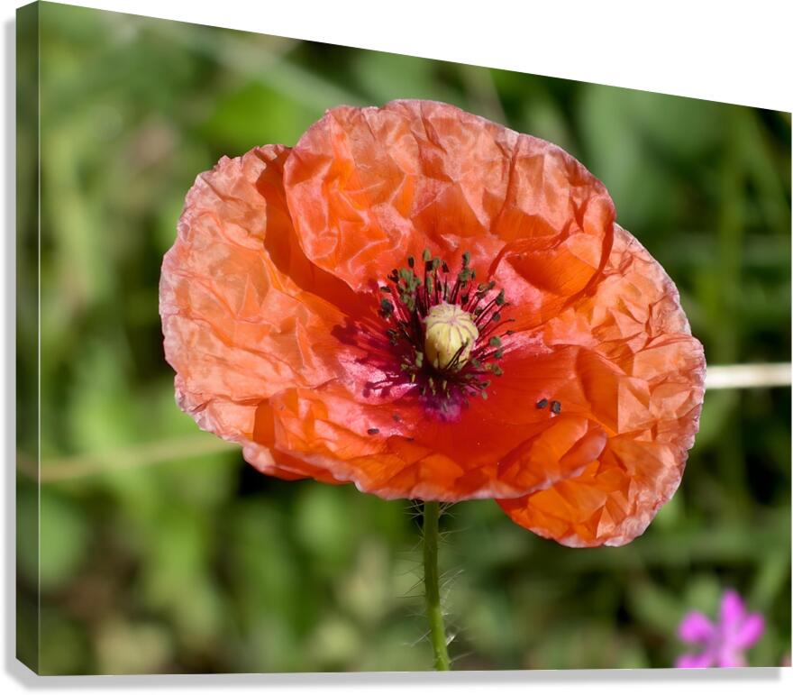 Poppy  Canvas Print