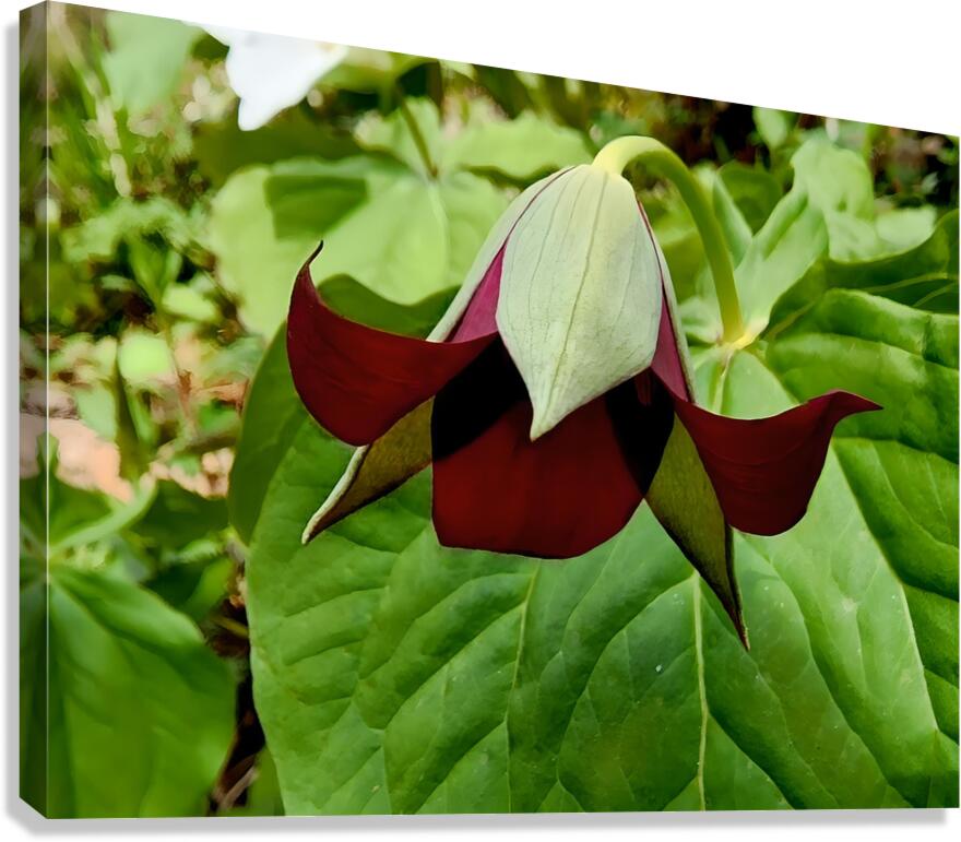 Red Trillium Nodding  Canvas Print