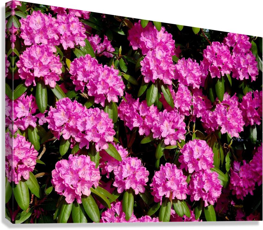 Rhododendron  Canvas Print