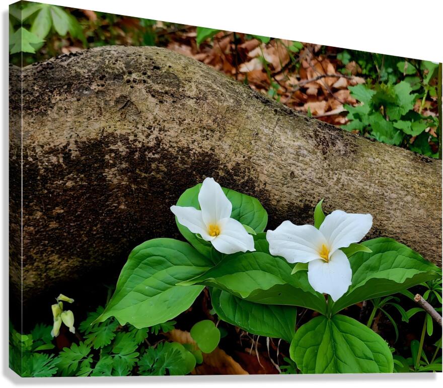 Trillium Duo Canvas Print