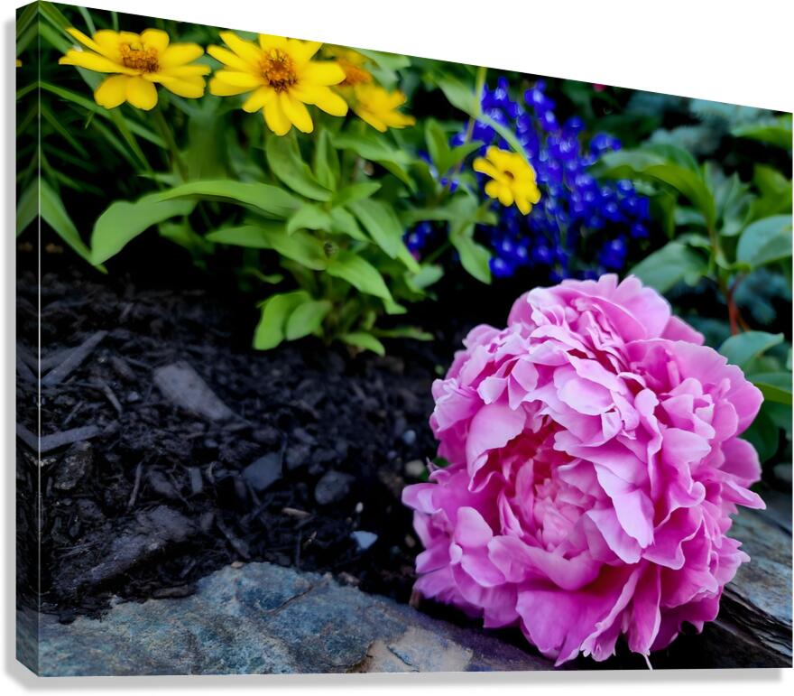 VT Peony 1  Canvas Print
