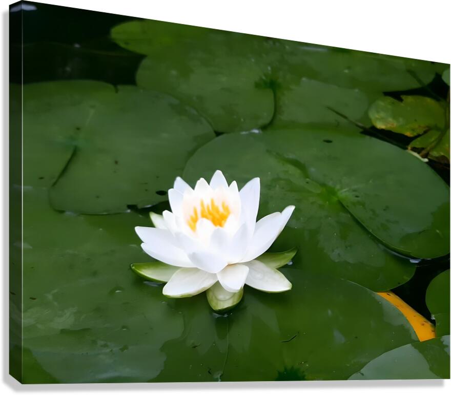 Water Lily 1  Canvas Print