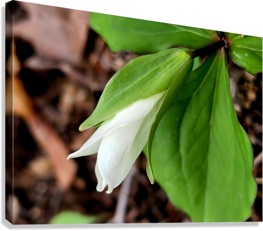 White Trillium Bud 1 Canvas Print