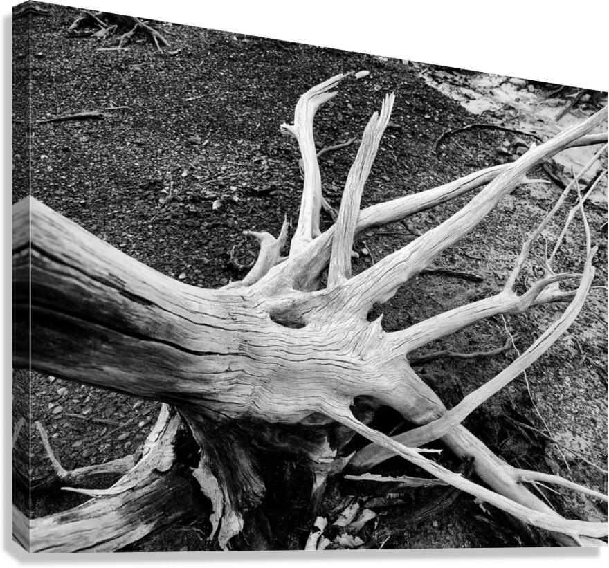 Roots  Canvas Print