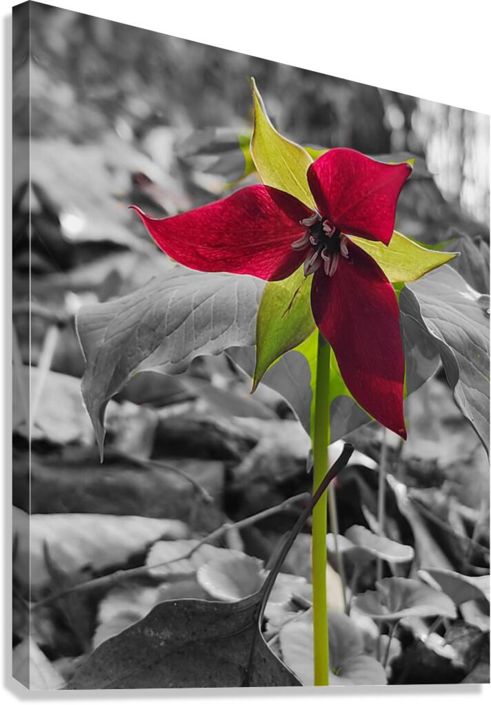 Red Trillium  Canvas Print
