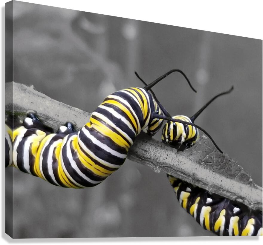 Monarch Caterpillars  Canvas Print