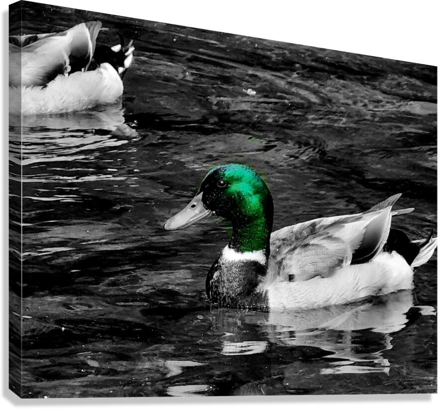 Mallard Duck  Canvas Print