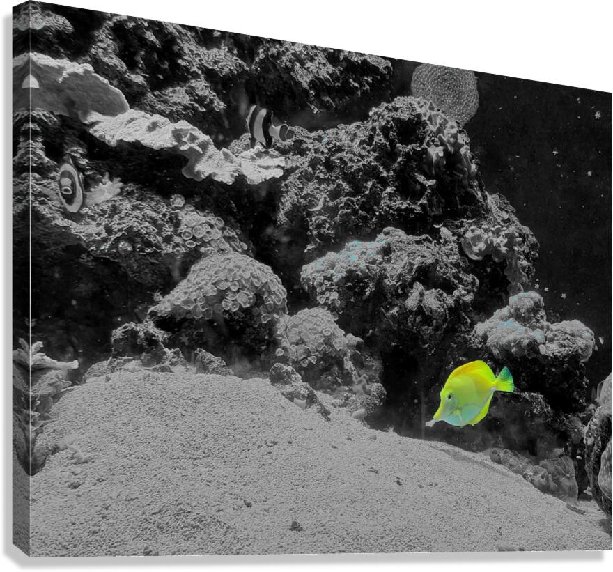 Tropical Fish  Canvas Print