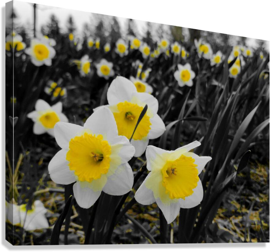 Daffodils  Canvas Print