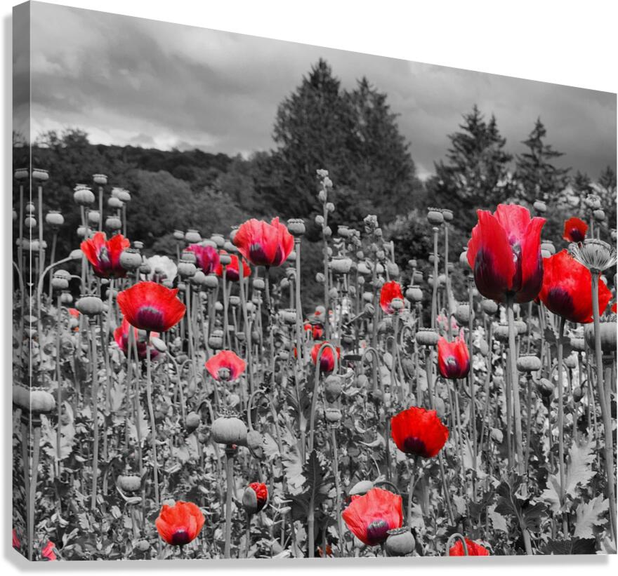 Poppies 1  Canvas Print