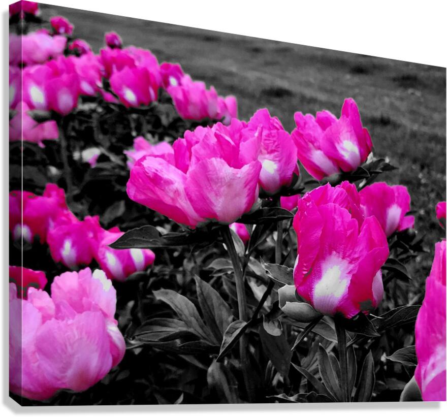 Pink Peonies Canvas Print