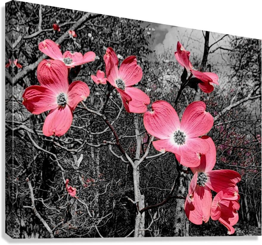 Red Dogwood Canvas Print