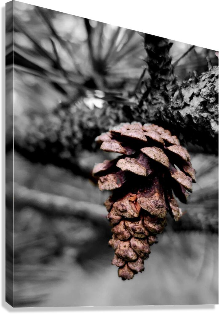 Pinecone  Canvas Print