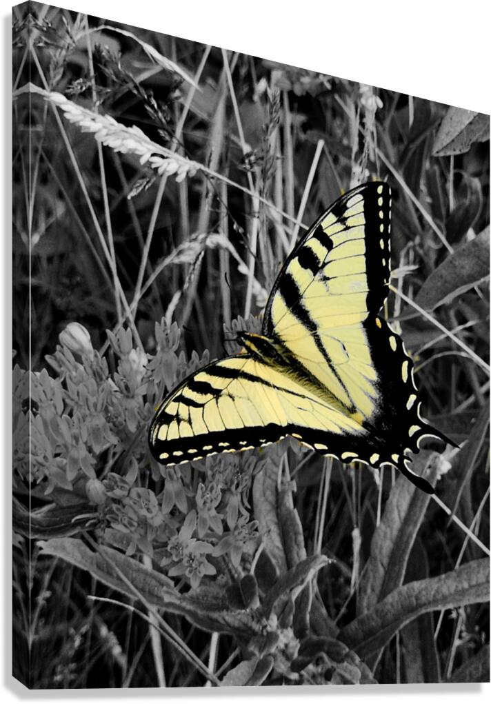 Swallowtail Butterfly  Canvas Print