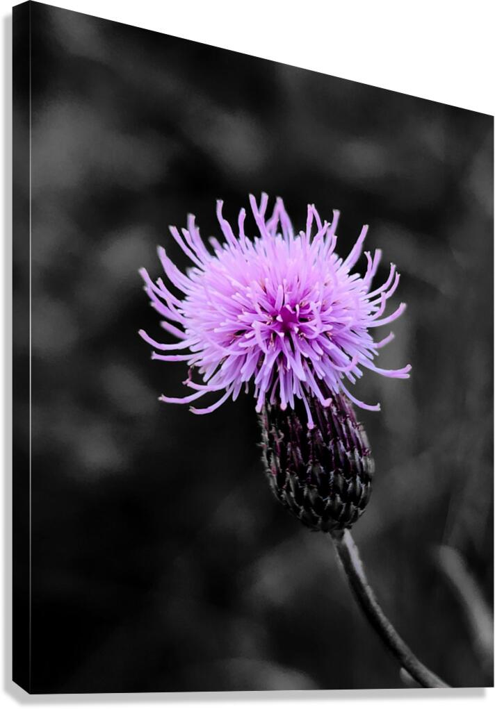 Thistle  Canvas Print