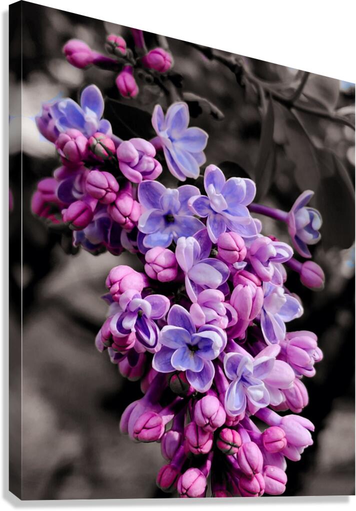 Lilac Canvas Print
