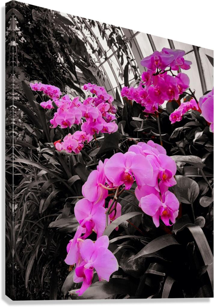 Orchids 2 Canvas Print