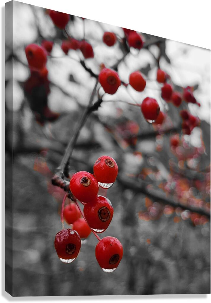 Siberian Crabapple Canvas Print