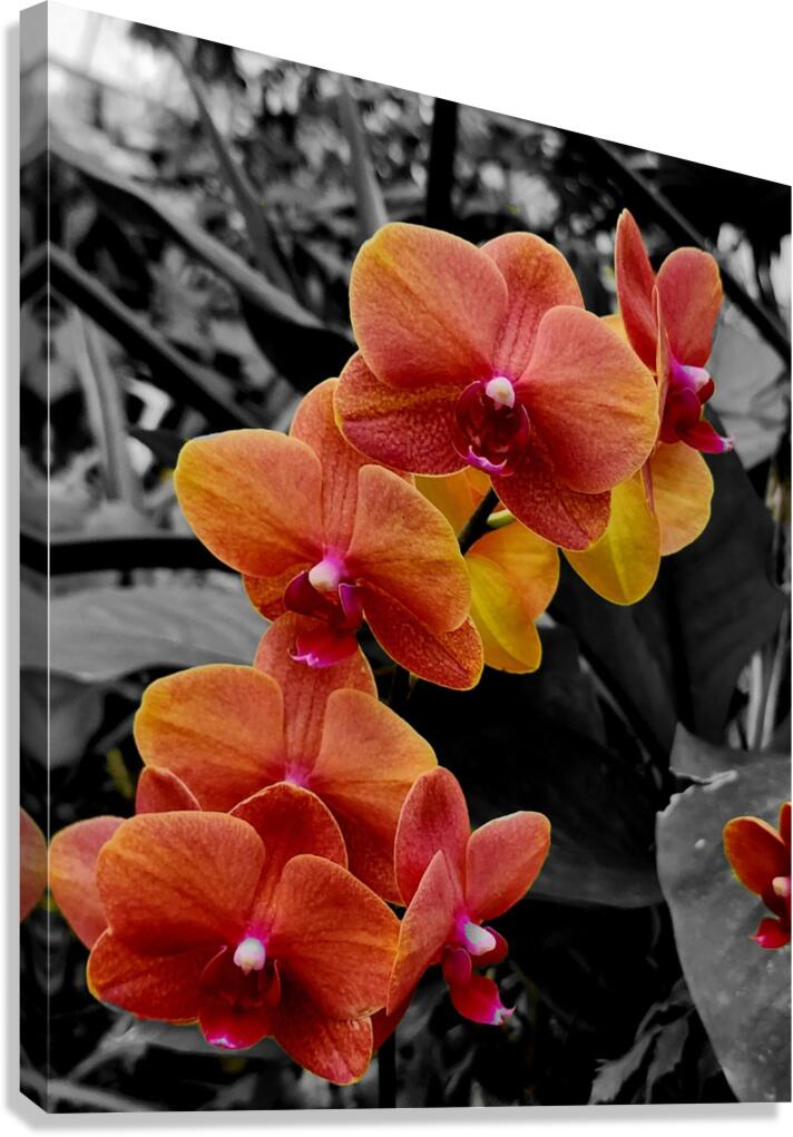 Orchids 4 Canvas Print