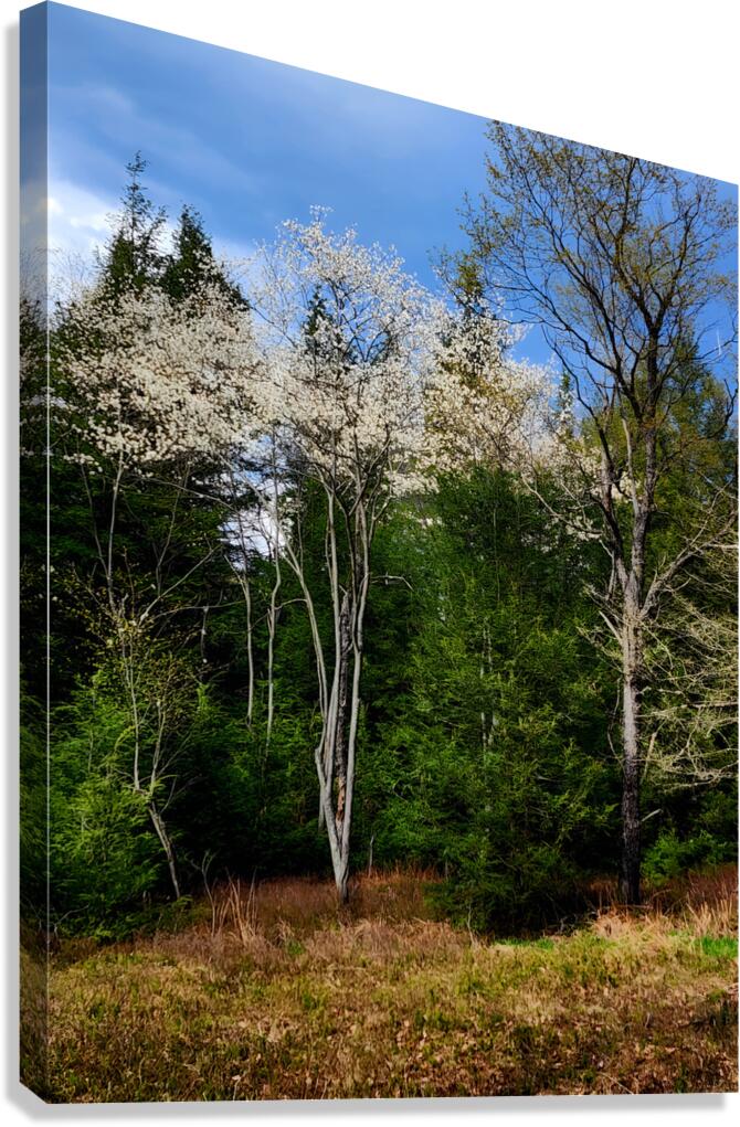 Gallitzin State Forest Canvas Print