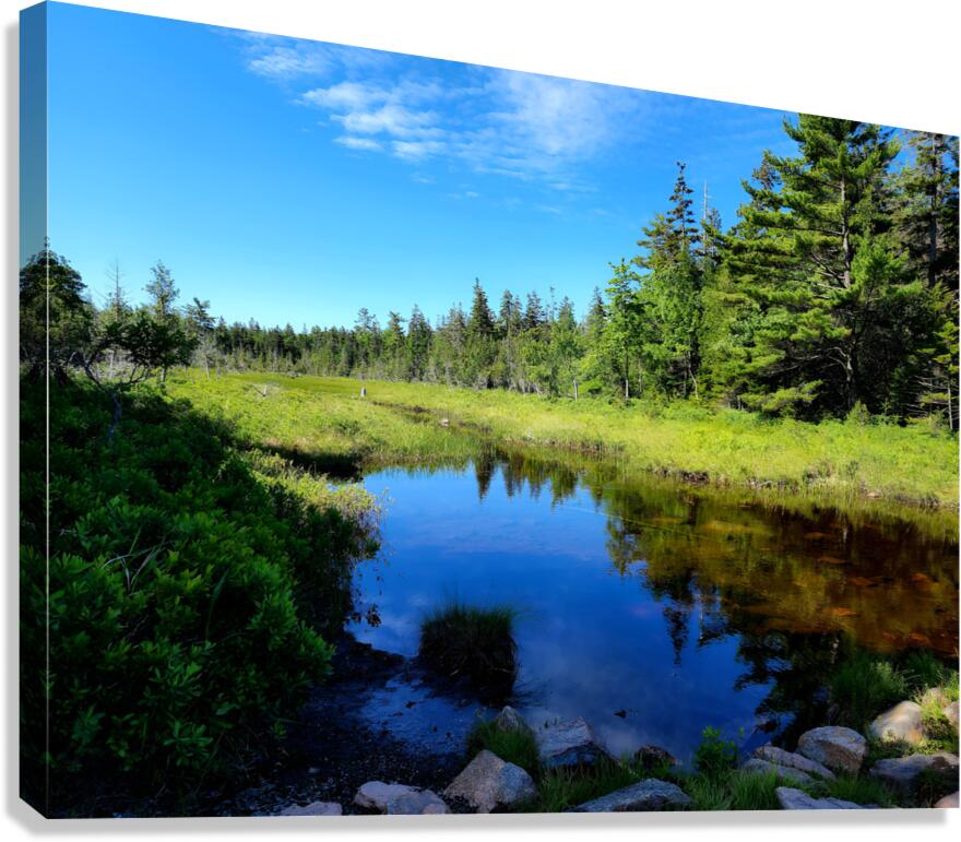 Acadia Wetland  Canvas Print