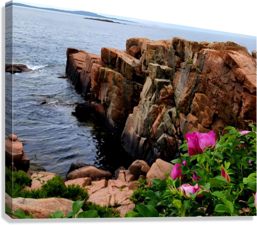 Acadia Coast  Canvas Print