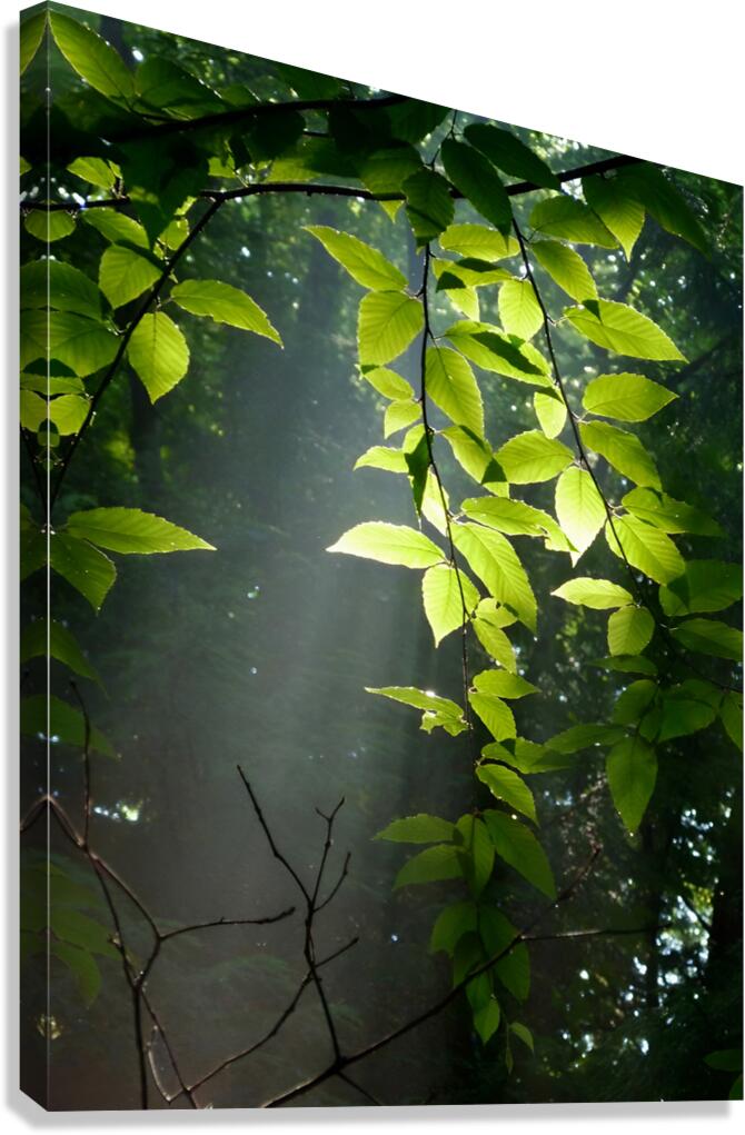 Beech Trees Canvas Print