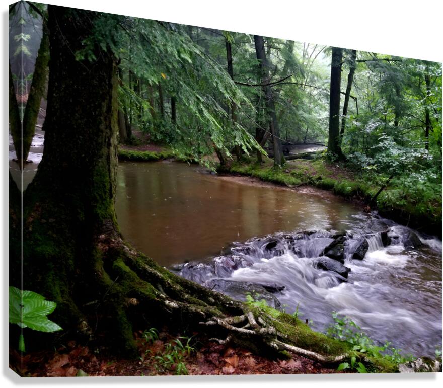 Hemlock Stream Canvas Print
