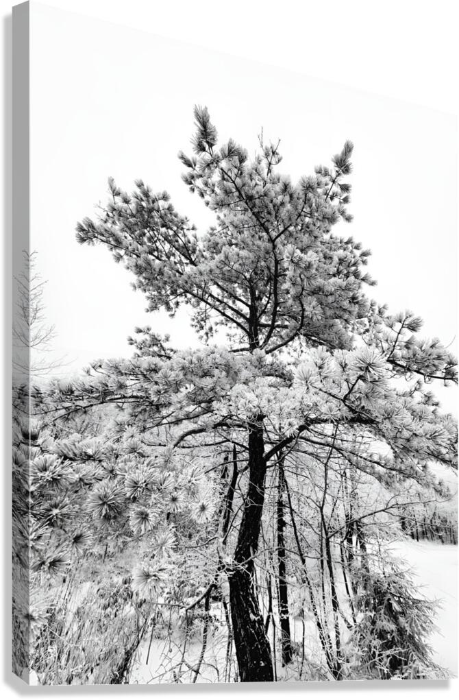 Snowy White Pine Canvas Print
