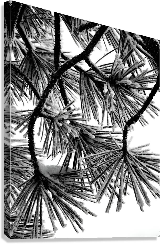 Snowy Conifer Canvas Print