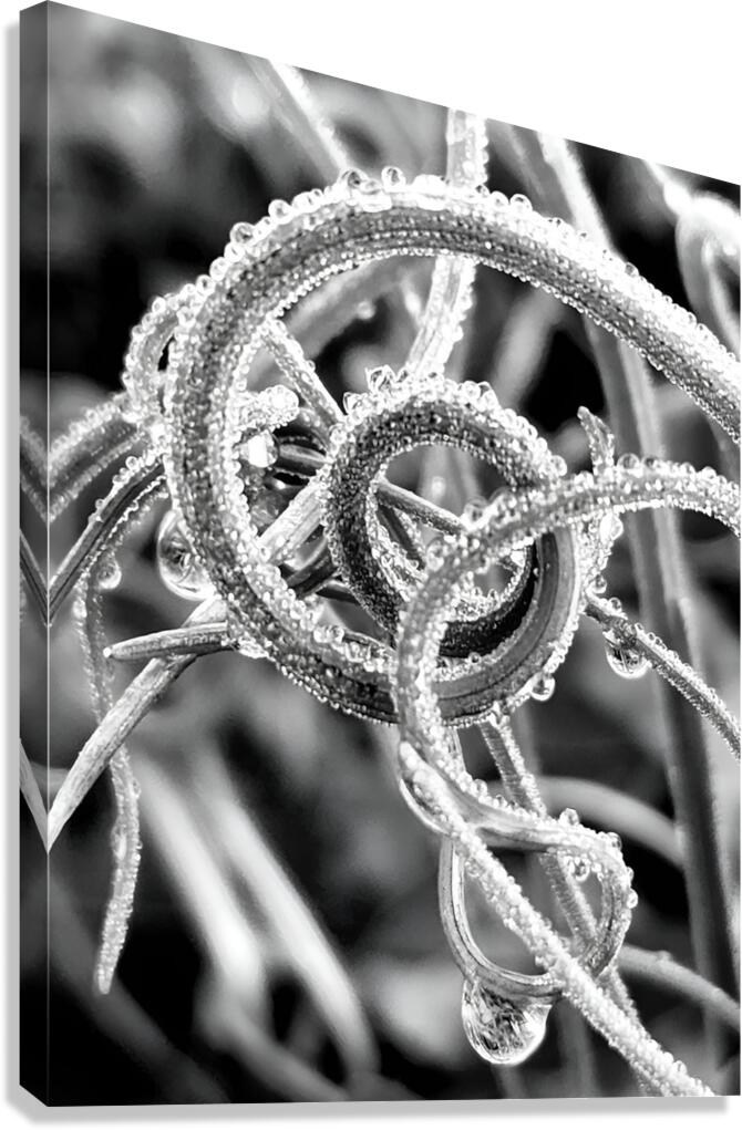 Natural Curl Canvas Print