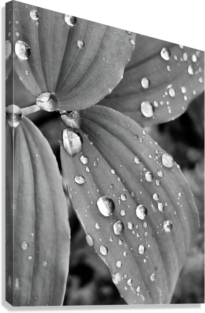 Raindrops Canvas Print