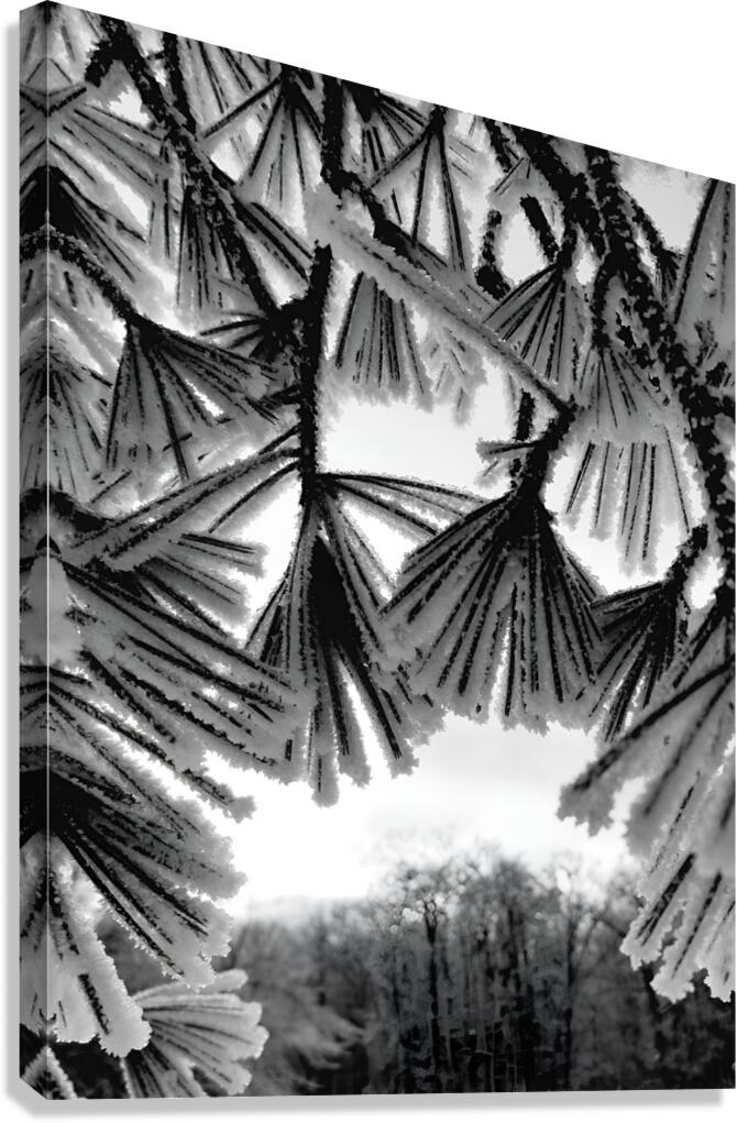 Snowy Conifer 1 Canvas Print