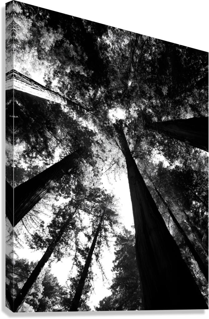 Redwoods Canvas Print
