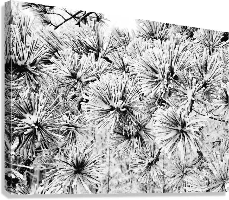 Snowy Conifer Canvas Print