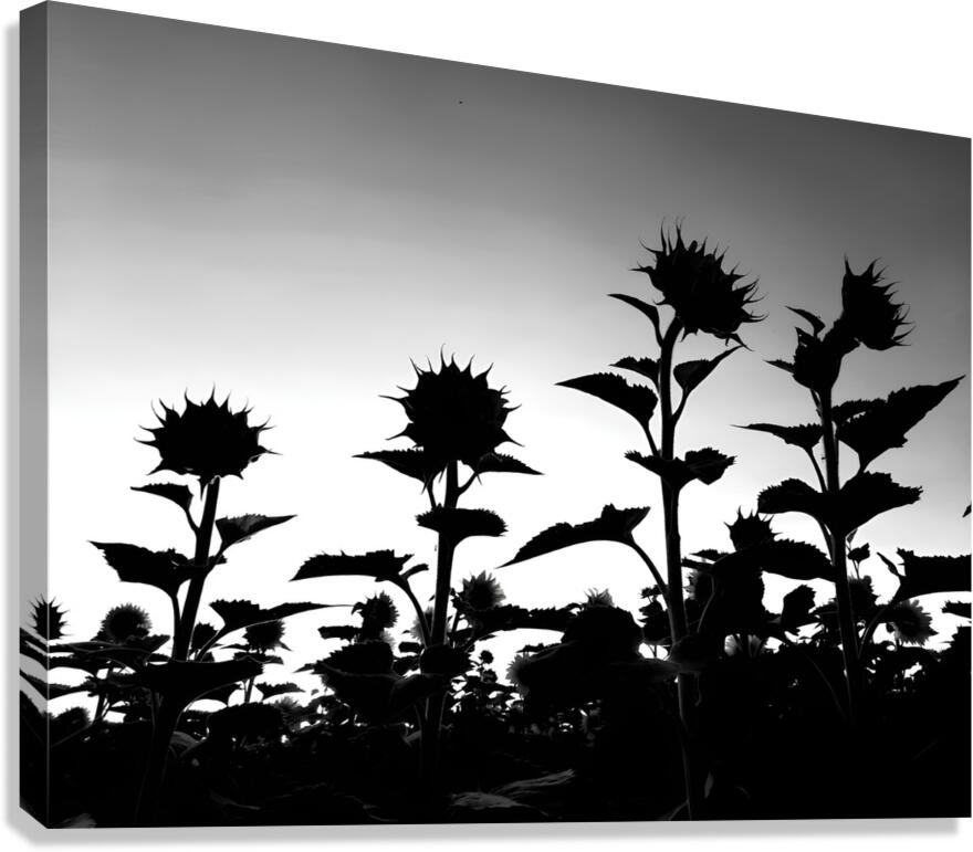 Sunflower Silhouette Canvas Print