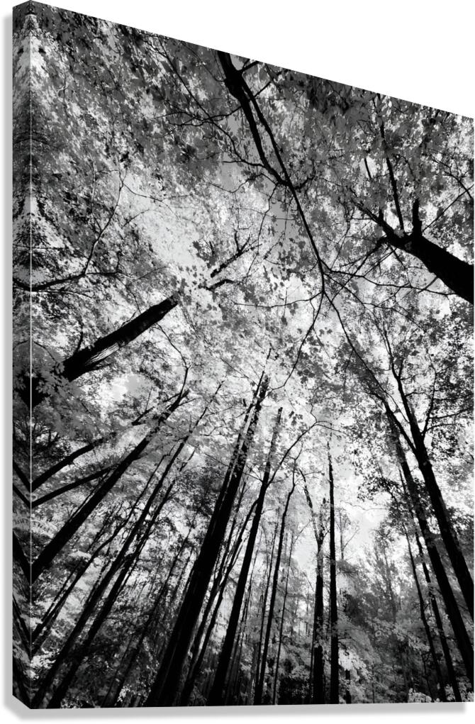 Forest Canopy Canvas Print