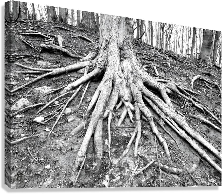 Root Flare Canvas Print