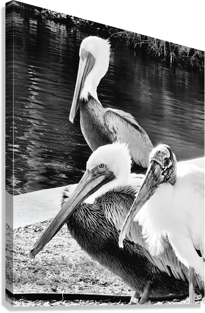 Stork Trio Canvas Print